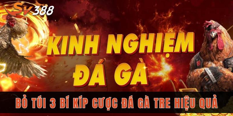 Bỏ túi 3 bí kíp cược đá gà tre hiệu quả